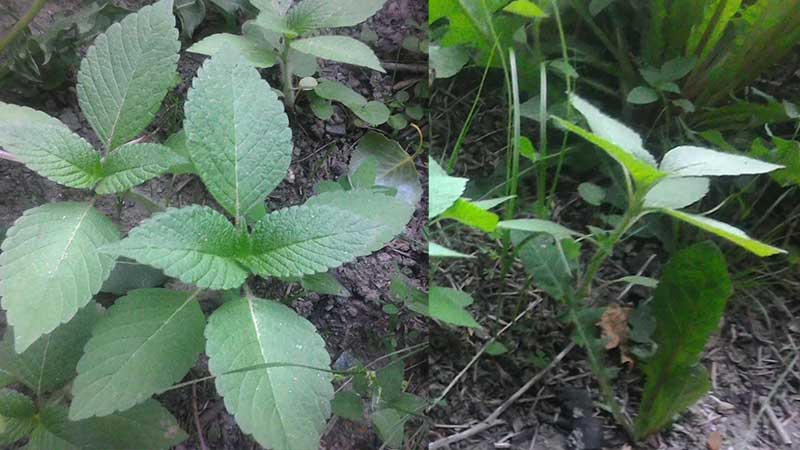 unknown-possibly-nettle.jpg