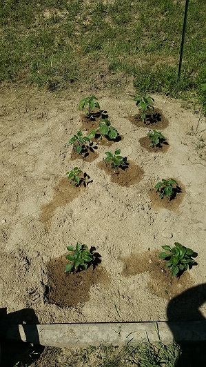 Various peppers and an eggplant