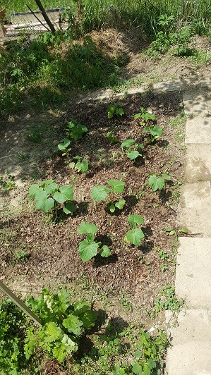 Cucumbers