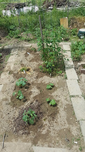 Cukes Thyme Strawberries Bee balm