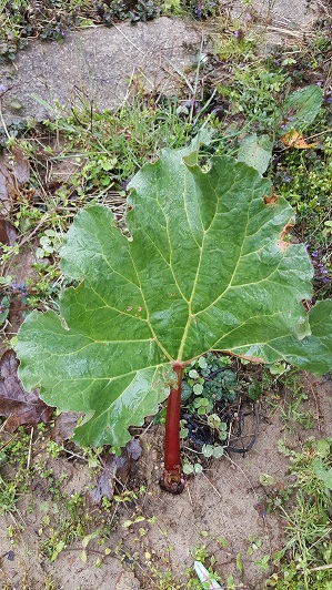 Rhubarb