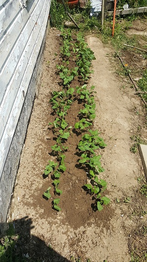 Climbing beans