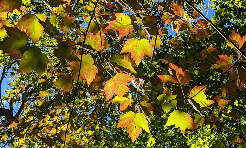 merf-forest-early-fall-leaves-in-sun.jpg