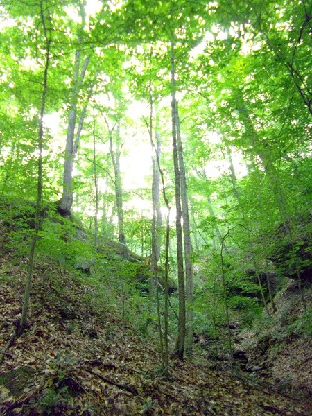 Much of the trail and the surrounds of the cave were as thus.