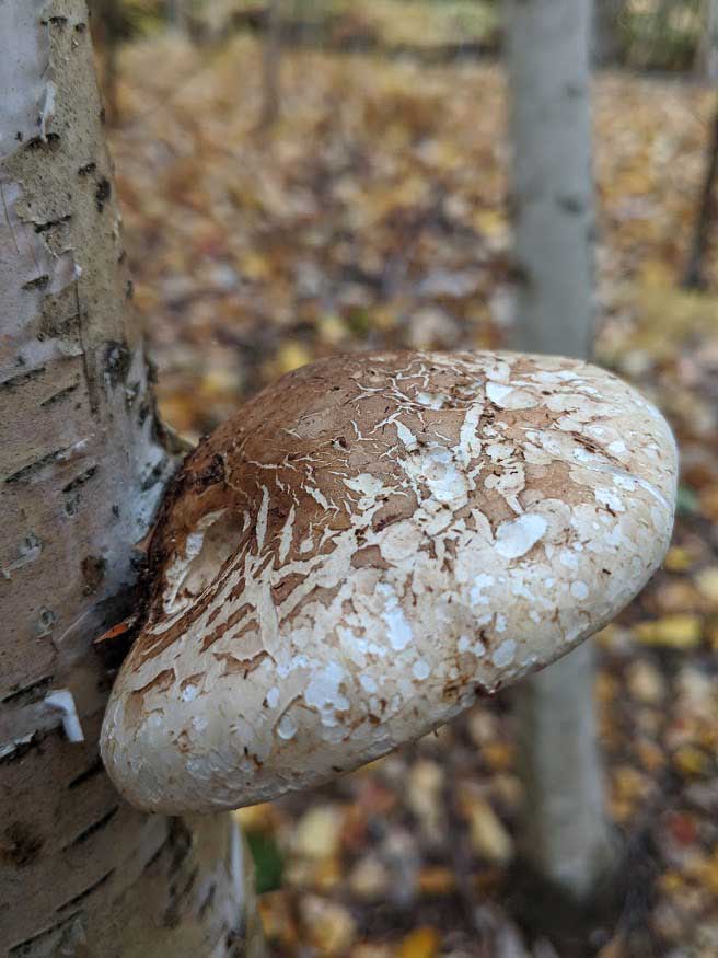 merf-birch-fungus.jpg
