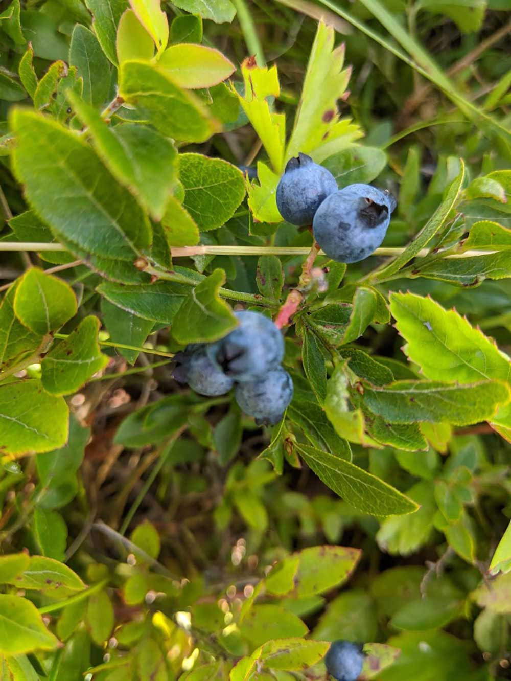 blueberries.jpg