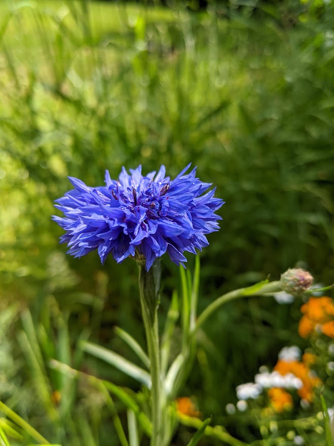 merf-cornflower.jpg