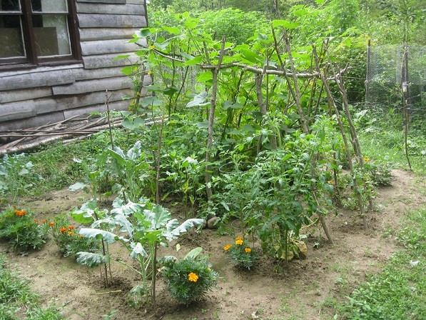 Garden, July 16, 2015